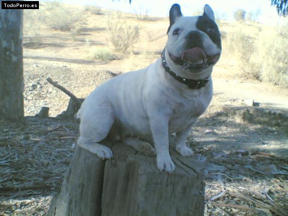 La foto del perro