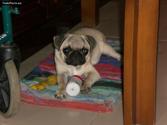 La foto del perro