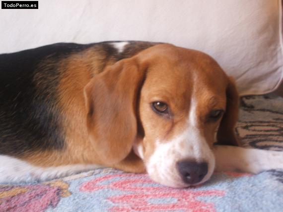 La foto del perro