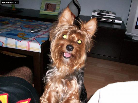 La foto del perro