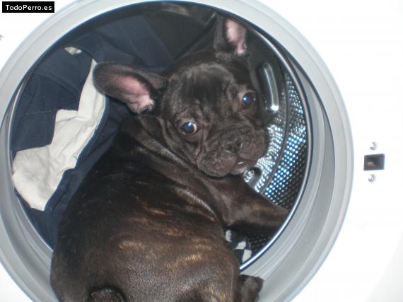 La foto del perro
