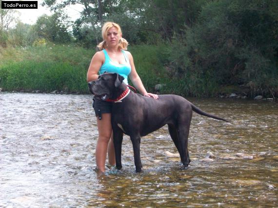 La foto del perro