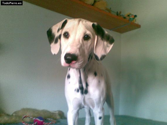 La foto del perro