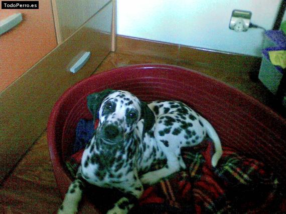 La foto del perro