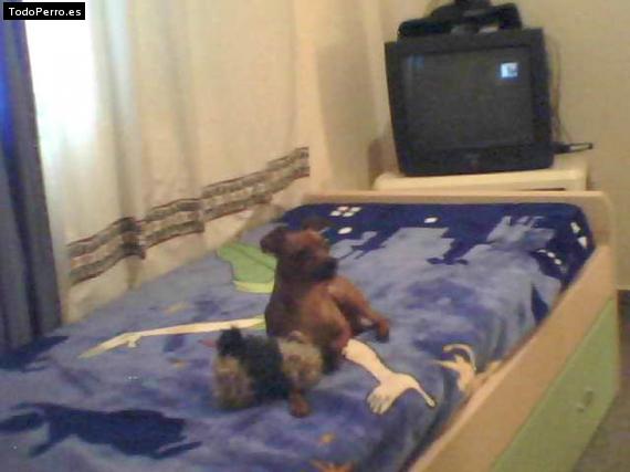 La foto del perro