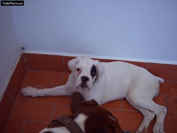 La foto del perro