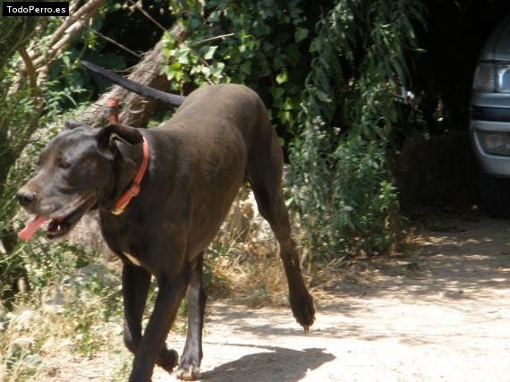 La foto del perro
