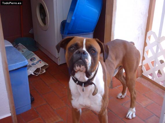 La foto del perro