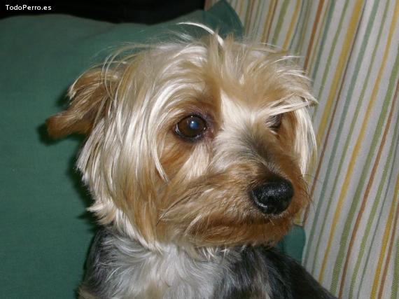 La foto del perro