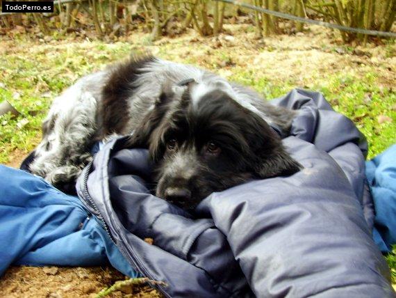 Foto del perro Nupo