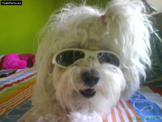 La foto del perro