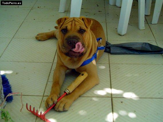 La foto del perro