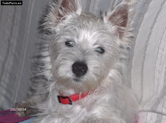 La foto del perro