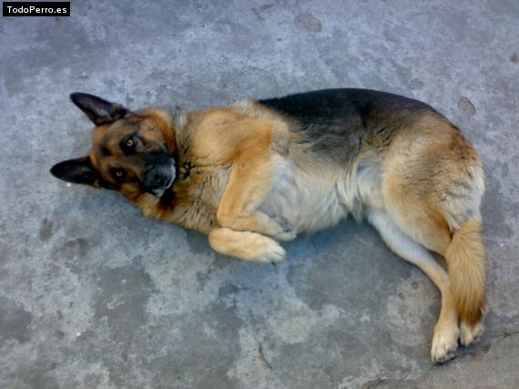 La foto del perro