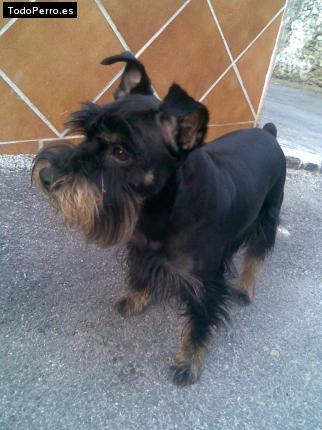 La foto del perro