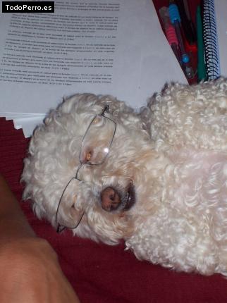 La foto del perro