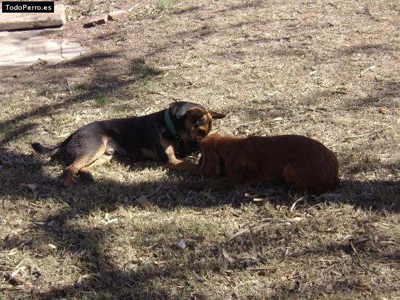 La foto del perro