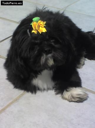 La foto del perro
