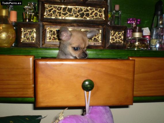La foto del perro