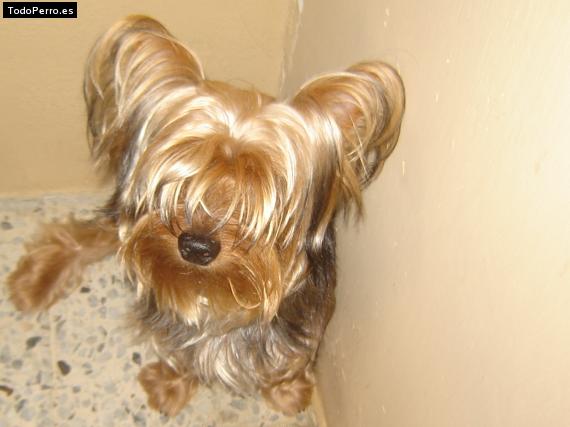La foto del perro