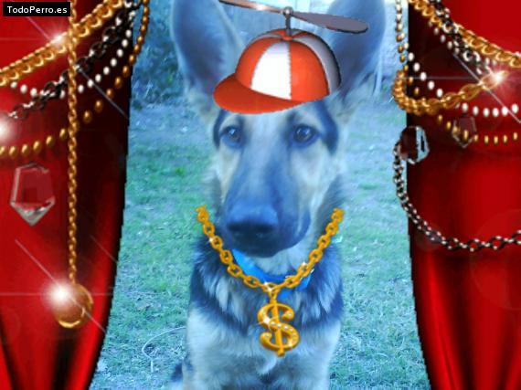 La foto del perro
