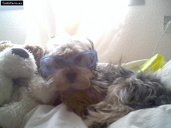 La foto del perro