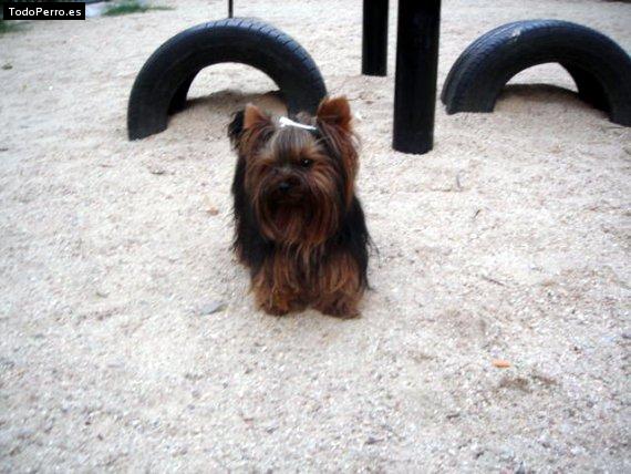 La foto del perro