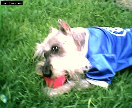 La foto del perro