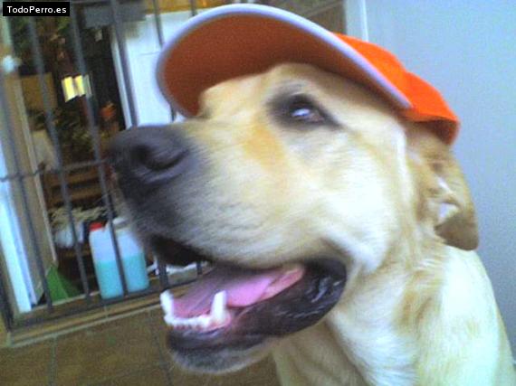 La foto del perro