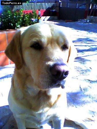 La foto del perro