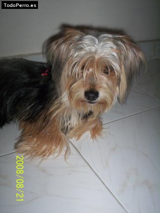 La foto del perro