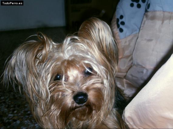 La foto del perro