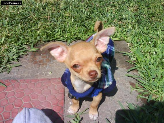 La foto del perro