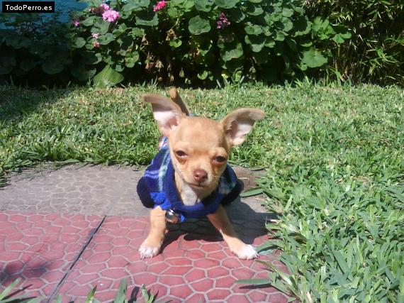 La foto del perro