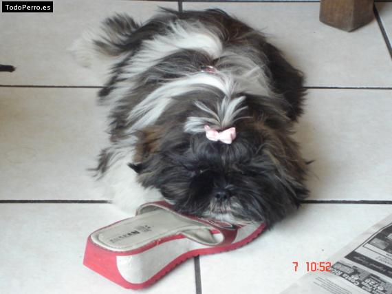 La foto del perro