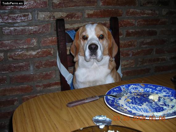 La foto del perro
