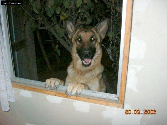 La foto del perro