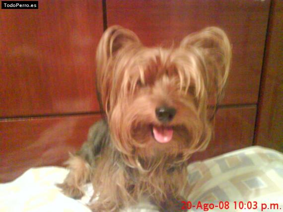 La foto del perro