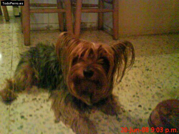 La foto del perro