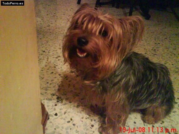 La foto del perro