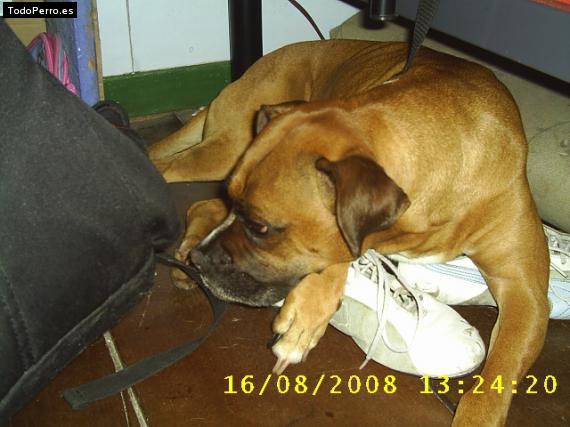 La foto del perro
