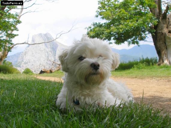 La foto del perro
