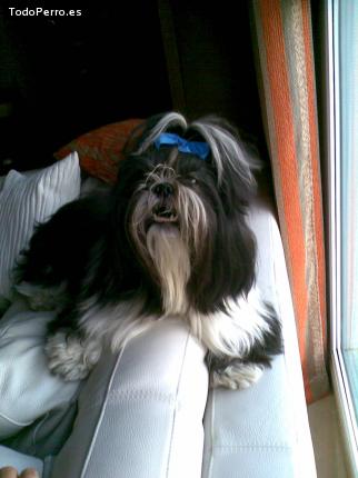 La foto del perro
