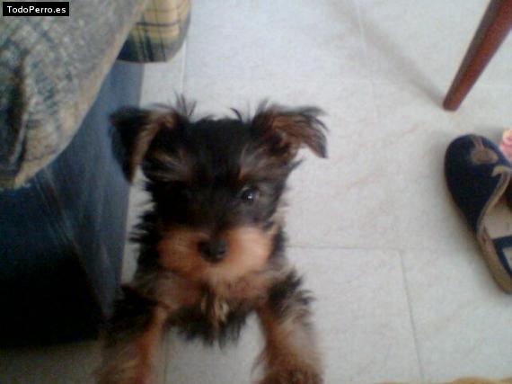 La foto del perro