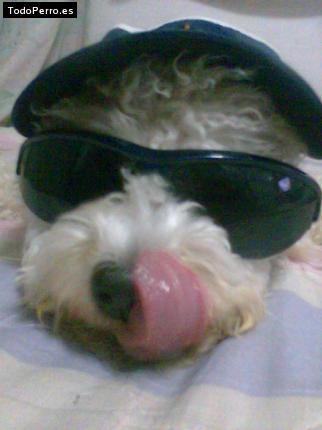 La foto del perro