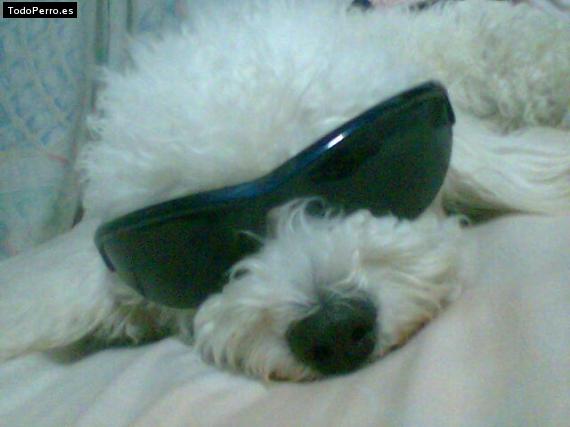 La foto del perro