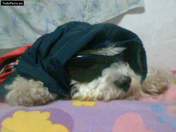 La foto del perro