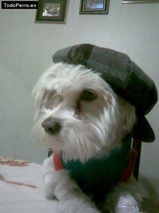 La foto del perro