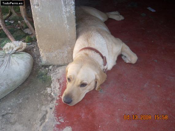 La foto del perro