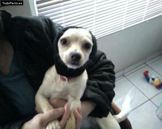 Foto del perro Chiquilin